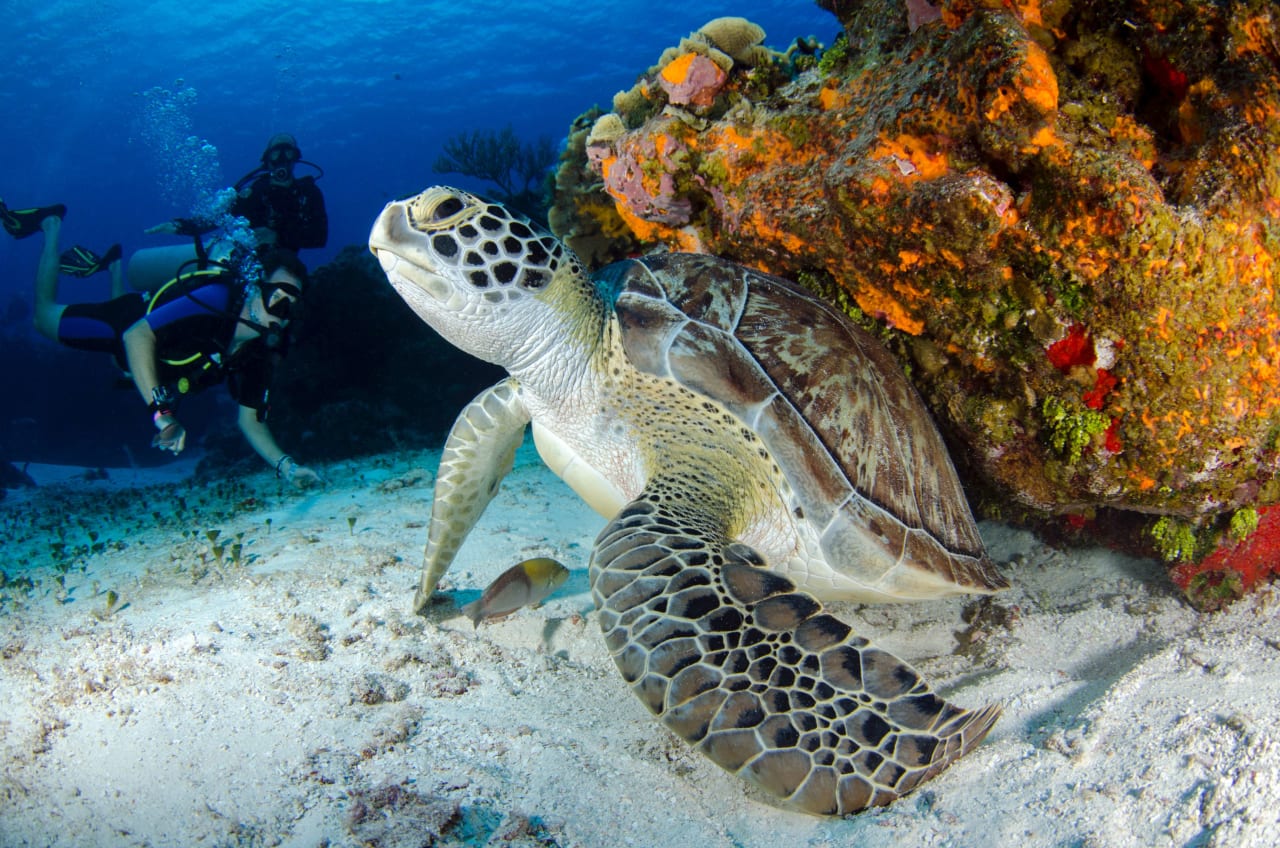 Underwater Paradise: Scuba Diving and Snorkeling in Po‘ipū, Kaua‘i